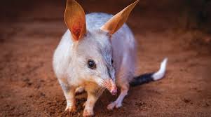 Image result for Charville Chasers