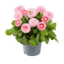 Image result for Bellis perennis