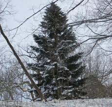 Attēlu rezultāti vaicājumam “Abies mariesii”