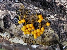 Attēlu rezultāti vaicājumam “Badhamia utricularis spores”