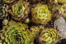 Attēlu rezultāti vaicājumam “Jovibarba globifera bud”