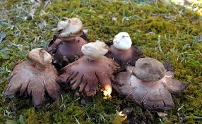 Attēlu rezultāti vaicājumam “Geastrum rufescens”