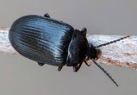 Attēlu rezultāti vaicājumam “Prionychus ater”