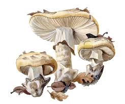 Attēlu rezultāti vaicājumam “Amanita pantherina”