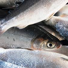 Image result for Chanos chanos