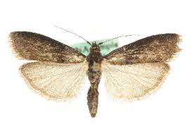 Attēlu rezultāti vaicājumam “Sciota fumella”