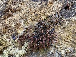 Attēlu rezultāti vaicājumam “Comatricha alta”