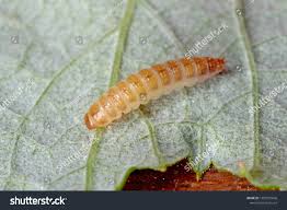 Attēlu rezultāti vaicājumam “Byturus tomentosus”