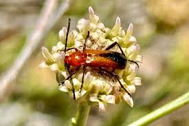 Attēlu rezultāti vaicājumam “Cribraria rubiginosa macro”