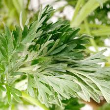 Attēlu rezultāti vaicājumam “Artemisia absinthium”