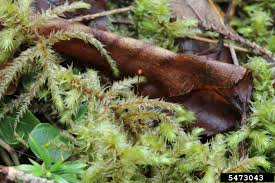 Attēlu rezultāti vaicājumam “Rhytidiadelphus triquetrus”