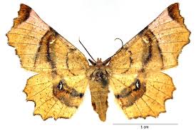 Attēlu rezultāti vaicājumam “Selenia dentaria imago”