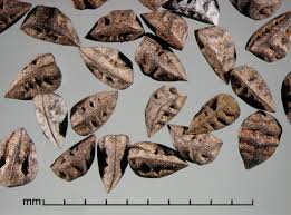 Image result for Asphodelus fistulosus