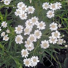 Image result for Achillea Ptarmica