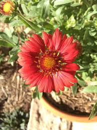 Image result for Gaillardia amblyodon