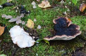 Attēlu rezultāti vaicājumam “Ischnoderma benzoinum”