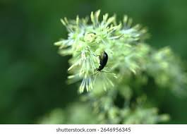 Attēlu rezultāti vaicājumam “Thalictrum minus leaf”