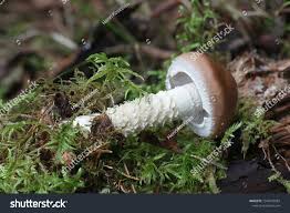 Attēlu rezultāti vaicājumam “Stropharia hornemannii”