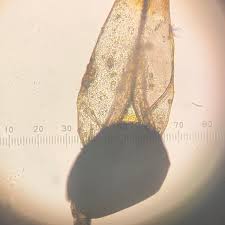 Attēlu rezultāti vaicājumam “Pilobolus crystallinus”