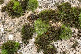 Attēlu rezultāti vaicājumam “Schistidium apocarpum young”