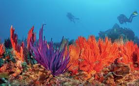Image result for Great Western Divers