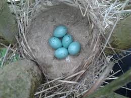 Attēlu rezultāti vaicājumam “Turdus philomelos nest”