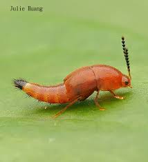 Attēlu rezultāti vaicājumam “Sepedophilus sp.”