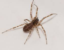 Attēlu rezultāti vaicājumam “Neriene montana”