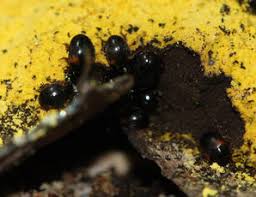 Attēlu rezultāti vaicājumam “Leiodidae”