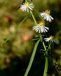 Image result for Aster lanceolatus