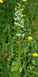 Attēlu rezultāti vaicājumam “Platanthera chlorantha flower”