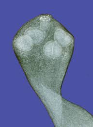 Image result for cestoda excrement dog