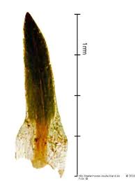 Attēlu rezultāti vaicājumam “Pogonatum nanum”