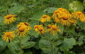 Attēlu rezultāti vaicājumam “Telekia speciosa bud”