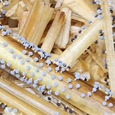 Attēlu rezultāti vaicājumam “Diachea subsessilis young”