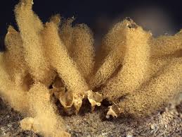 Attēlu rezultāti vaicājumam “Heterotrichia obvelata (syn. Arcyria obvelata)”