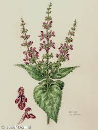 Attēlu rezultāti vaicājumam “Stachys sylvatica bud”