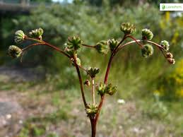 Attēlu rezultāti vaicājumam “Filipendula vulgaris bud”