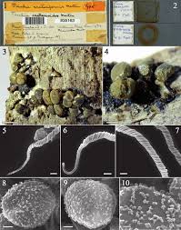 Attēlu rezultāti vaicājumam “Trichia alpina”
