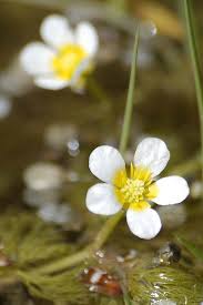 Attēlu rezultāti vaicājumam “Batrachium circinatum”