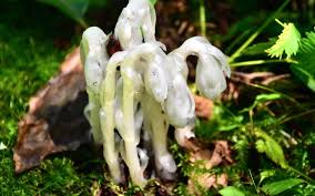 Image result for ギンリョウソウ