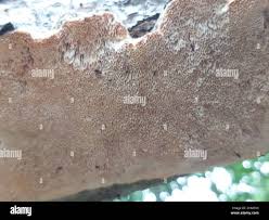 Attēlu rezultāti vaicājumam “Oxyporus corticola”