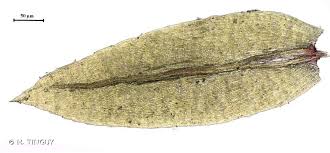 Attēlu rezultāti vaicājumam “Pohlia cruda”