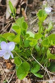 Attēlu rezultāti vaicājumam “Viola canina fruit”