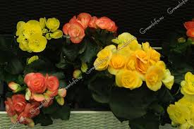 Image result for Бегония Элатиор 12х22 4601887072423