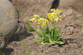 Attēlu rezultāti vaicājumam “Primula veris leaf”