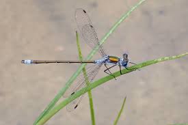 Attēlu rezultāti vaicājumam “Lestes sponsa”