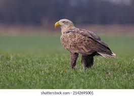Image result for Haliaeetus albicilla
