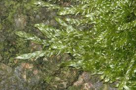 Attēlu rezultāti vaicājumam “Hypnum cupressiforme var. subjulacum”