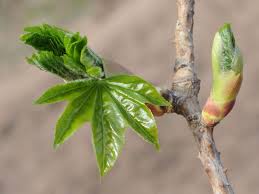 Attēlu rezultāti vaicājumam “Kalopanax septemlobus fruit”